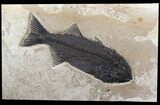 Monster, Mioplosus Fossil Fish - Wyoming #51338-1